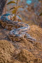 Python in the fields