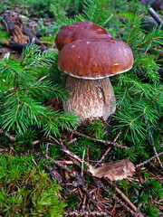 Cep Mushroom Growing among little fir trees
