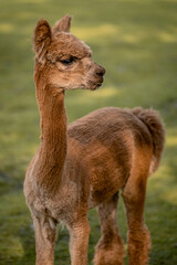 Cute alpaca on alpaca farm sweet animals wool