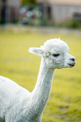 Cute alpaca on alpaca farm sweet animals wool © mateusz