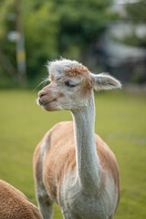 Cute alpaca on alpaca farm sweet animals wool © mateusz