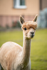 Cute alpaca on alpaca farm sweet animals wool © mateusz