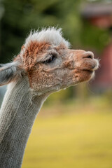 Cute alpaca on alpaca farm sweet animals wool