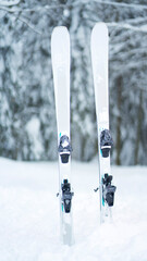 Skiing. The skis get stuck in the snow against the backdrop of beautiful snow-covered fir trees.