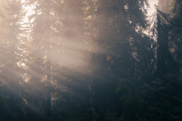 Sunrays coming through the morning mist