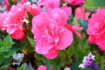 Pink flowers in the garden. Plant. Nature. Suitable for backgrounds.