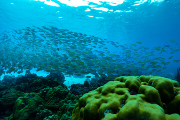 Group of fish swim above the coral in the clear sea