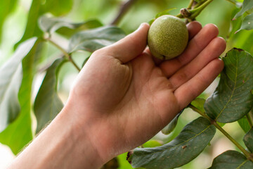 a man plucks a green walnut from a branch