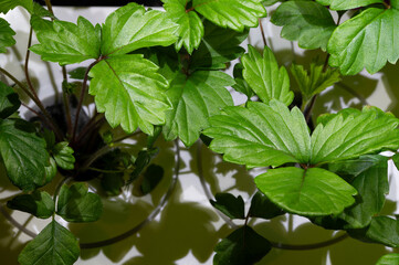 Indoors smart garden growing wild strawberry plants