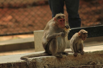 japanese macaque sitting on the stone