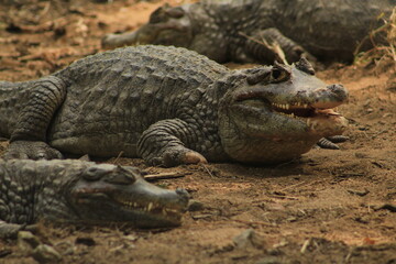 alligator in the everglades