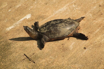 turtle on the shore