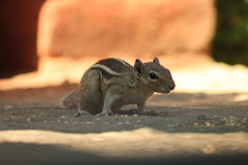squirrel in the park