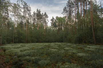 A clearing with forest flowers in the middle of the forest