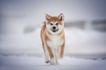 Cute red akita inu puppy with big ears running on a snowy path against the background of a winter cityscape. Smile and tongue out