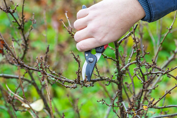 Pruning currant bushes in autumn. Garden work. The pruner in the hands of the gardener.