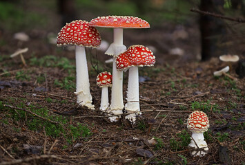 Wild forest mushroom close up macro