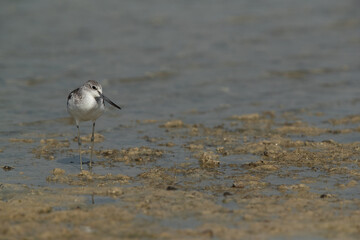 Common Greenshank at Busaiteen coast, Bahrain