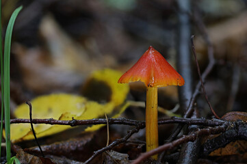 Wild forest mushroom close up macro