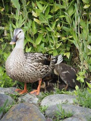 Imposing duck parent and child