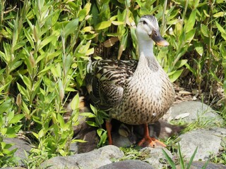 Imposing duck parent and child