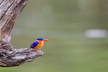 Malachite Kingfisher looks over the waterways of Africa for small fish, South Africa