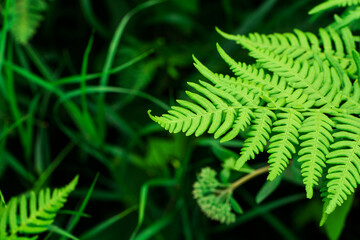 Fern leaf on a background of grass. Beautiful banner with plants and copy space on a dark background. Natural vegetation of the forest close-up. Selective focus.