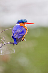 Malachite Kingfisher looks over the waterways of Africa for small fish, South Africa