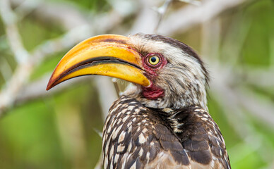 Southern Yellow-billed Hornbill overlooks a picnic area in the Kruger Park, South Africa