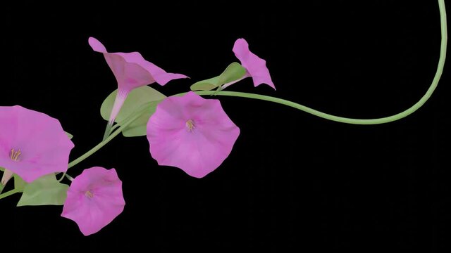 the purple flowers of the morning gloria bloom gradually on a green stem against a black background. animation. 3d render