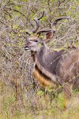 Greater Kudu walking through the dense vegetation	of the Kruger Park, South Africa