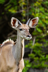 Greater Kudu walking through the dense vegetation	of the Kruger Park, South Africa
