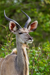 Greater Kudu walking through the dense vegetation of the Kruger Park, South Africa