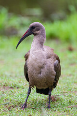 Hadeda Ibis walking on the grass in a rest camp in the Kruger National Park, South Africa