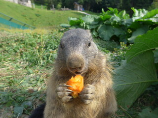 Murmeltier, marmot, Möhre