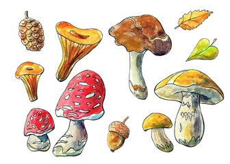 Watercolor illustration with mushrooms, leaves, walnut and acorn. Autumn set for design.