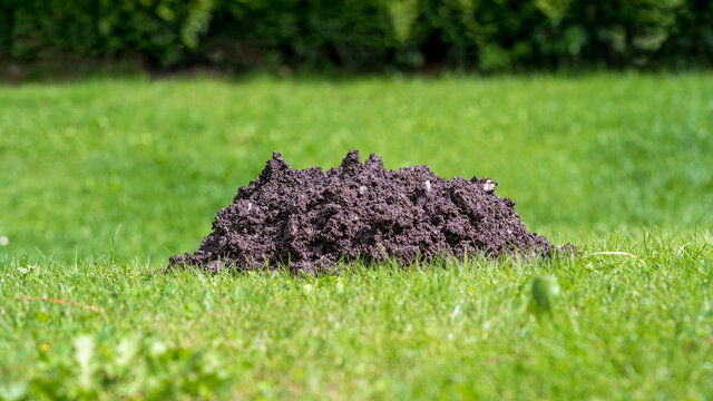 a damaged lawn from a mole