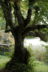 Obraz premium Mossy tree on the shore of the lake, on a sunny summer day, with natural formations