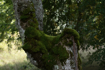 Mossy tree on the shore of the lake, on a sunny summer day, with natural formations
