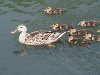 Imposing duck parent and child