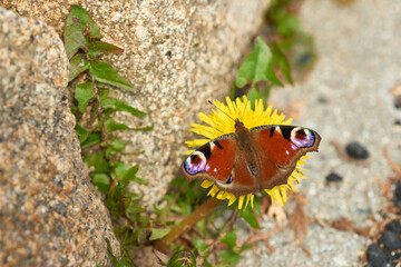 Tagpfauenauge beim Sonnenbad im Frühjahr	
