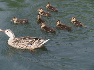 Imposing duck parent and child