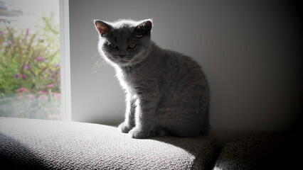 Süße Kitten - in der Sonne sitzende britisch Kurzhaar Katze