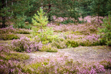 choinka iglasta na wrzosowisku