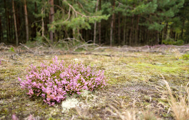kępka wrzosu wśród żółtych traw jesienią