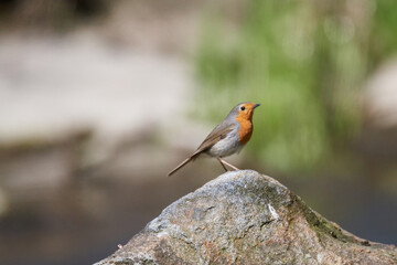 Rotkehlchen während der Balz	
