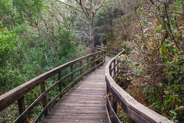 Fototapeta premium Footbridge in the forest