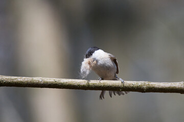 Sumpfmeise oder Nonnenmeise (Poecile palustris) mit Nistmaterial in der Oberlausitz	