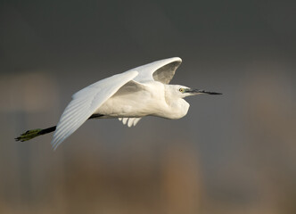 Little Egret flying at Asker marsh, Bahrain