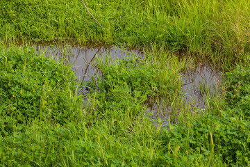 Small puddle of water in the grass